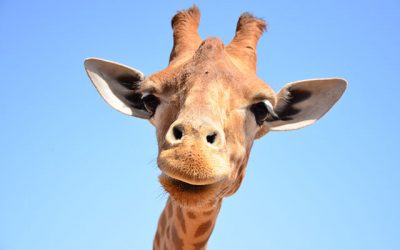 Would You Give a Giraffe Blood Pressure Medication?