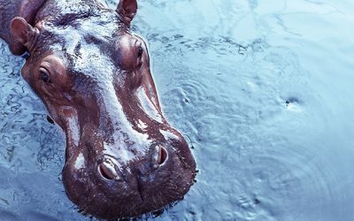 Water Retention: Myths, Truths & Natural Solutions