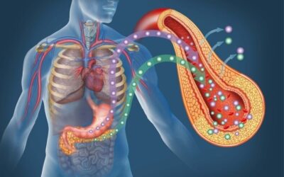 Understanding The Insulin To Glucagon Ratio To Maximize Fat Loss