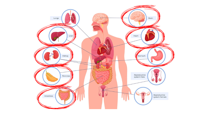 organs affects by amyloidosis