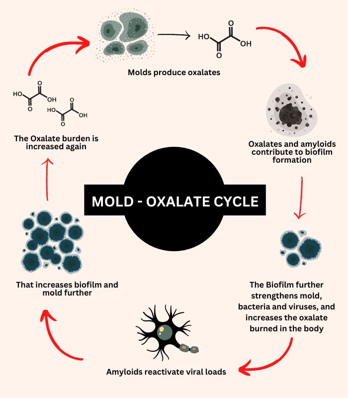 mold oxalate cycle