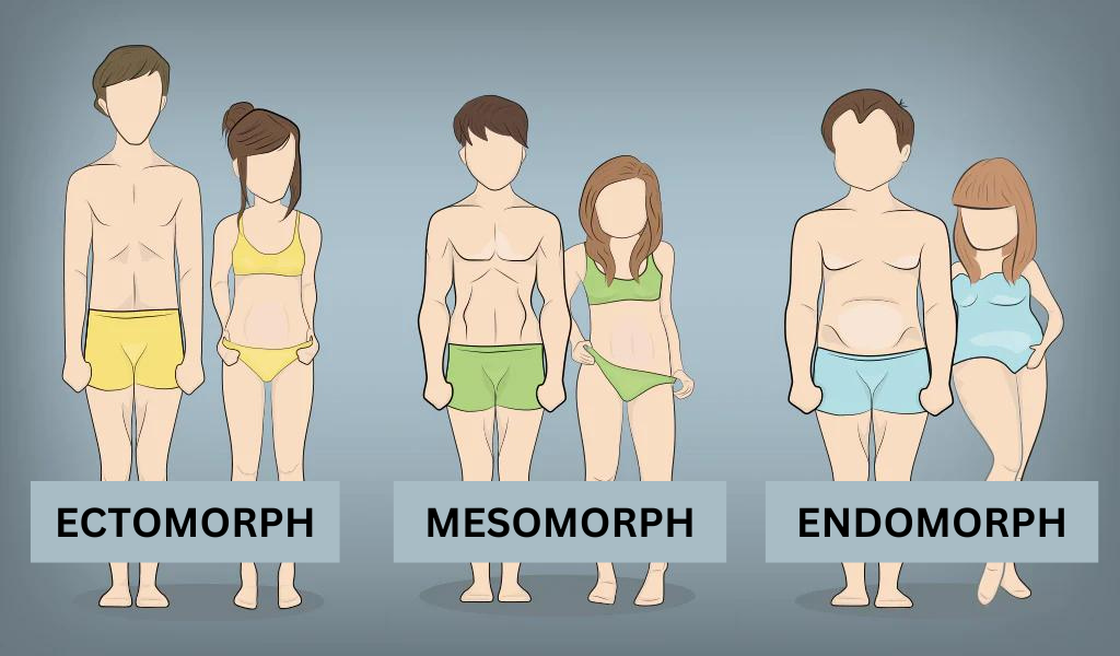 endomorph ectomorph mesomorph explained